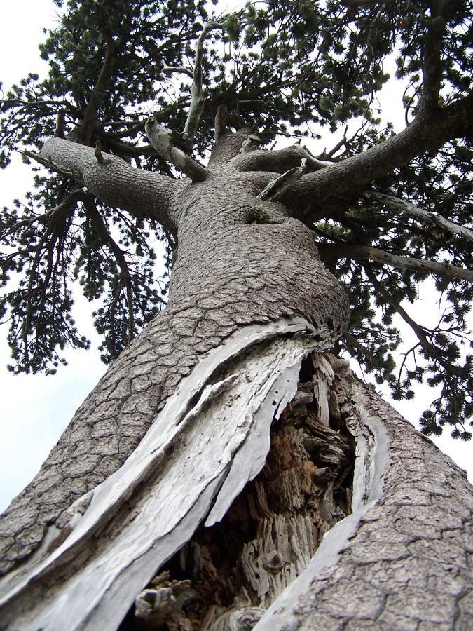 Tana Libera Tutti 1 Nature, Yourself, Love Viggianello Exterior foto